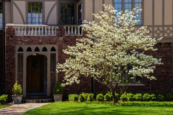Dogwood Tree Planting in Bend